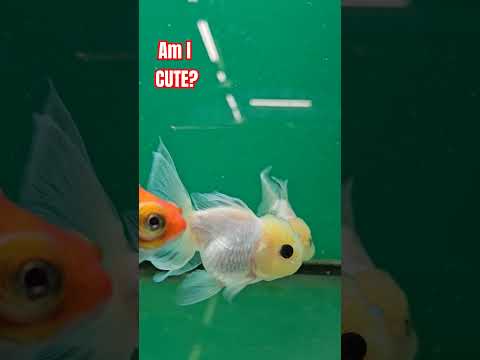 #gappyfish #whitefish #ornamentalfish #aquriamfish #fishtank #zohawahia #viralfish #fishvideo