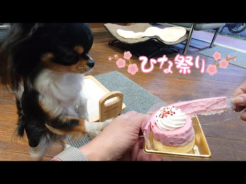 チワワとひな祭り☆ケーキと「おっとっと」食べました＾＾