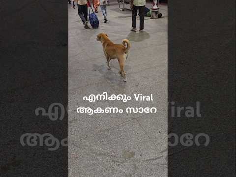 ഈ പാവത്തിനെ ഒന്ന് viral ആക്കാമോ ...#shortsfeed #shorts #shortsvideo #funnyanimals #subsribe