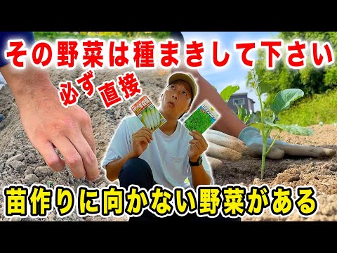 種まきすべき？苗から植付けすべき？野菜によって変わります【秋冬野菜】