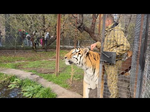 Люди во всего парка идут на рык ЗЛОГО ТИГРА, и спокойно проходят мимо ДОБРЫХ тайгановских тигров!?