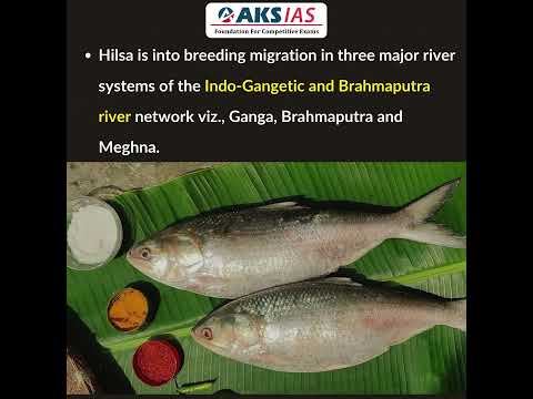 Hilsa Fish #upsc #aksias #iascoaching