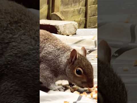 Twins squirrel 🐿️🐿️😮 #shortsvideo #squirrel #squishy #twins #wildlife