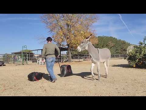 Sancho going around trash bags 12/31/24 part 2