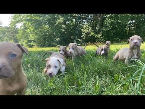 Kong’s puppies exploring outside!