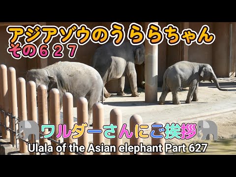 アジアゾウのうららちゃん（６２７）🐘ワルダーさんにご挨拶🐘（東山動植物園）Ulala of the Asian elephant Part 627