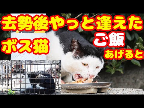 去勢後にやっと逢えたボス猫にご飯あげたら・・・ さくらねこと野良猫への給餌