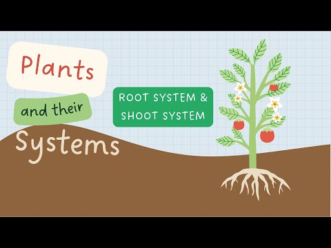 Plant Organ System | Shoot System | Root System | Plant Parts