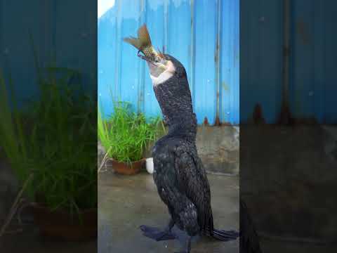 Watch a cormorant eating a big fish in slow motion