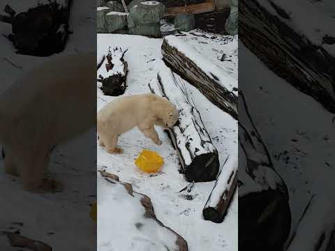 「丸太は食べ物」なモモ #男鹿水族館GAO #ホッキョクグマ