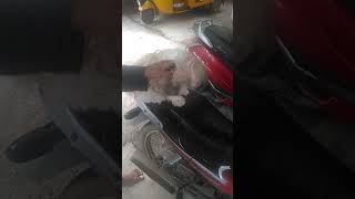 Dog compitition No.1 in hyderabad july2018