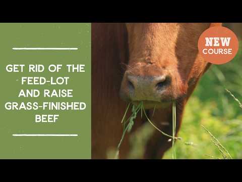 Get Rid of the Feed-lot and Raise Grass-finished Beef | Joel Salatin's Salad Bar Beef Course Trailer