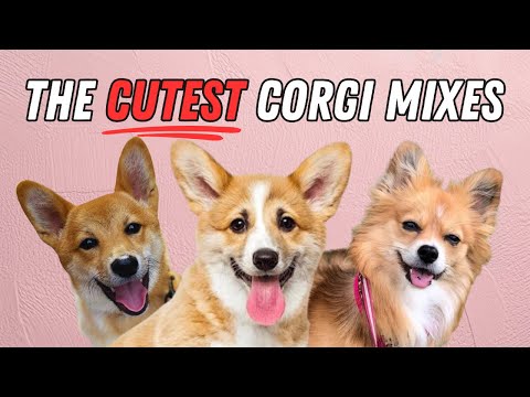 15 Cutest Corgi Mixes That Will Melt Your Heart