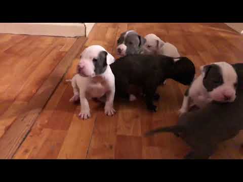 3 week old pitbull puppies