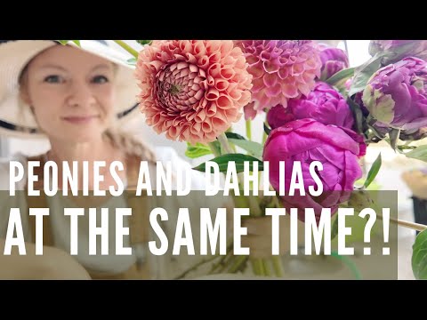 Making market bouquets (how do we have peonies AND dahlias at the same time?!)