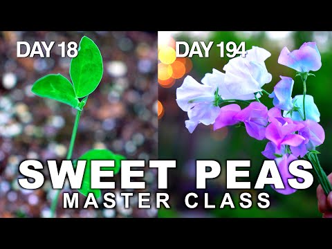 How to Grow Sweet Peas from Seeds to Bouquets