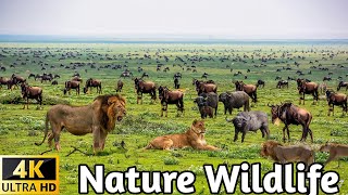 Wildlife And  Nature Videos _ Bird and Animal is Beautiful creature on our planet #nature