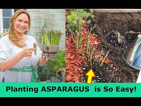 Grow ASPARAGUS From Home Step by Step / Shirley Bovshow