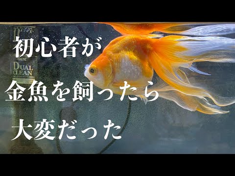 金魚初心者にアドバイス。