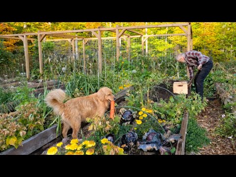 Root Vegetable Harvest from my Garden for Thanksgiving, October 7