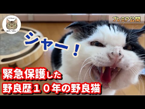 野良歴１０年の元ボス野良猫を保護するとこうなります…