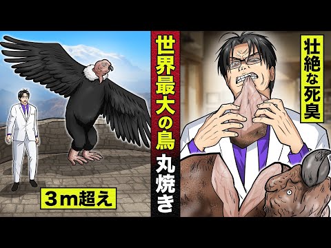 【奇食】世界最大の鳥。サイズは３m以上、食べたら腐乱臭が漂うアンデスコンドル。