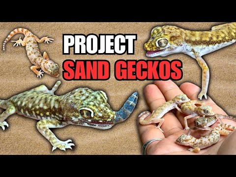 HOW TO CARE FOR OVER 30 SAND GECKOS! Housing, Feeding and more! Project Sand Geckos Episode 2