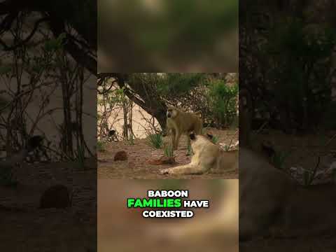 Lions and Baboons  A Unique Coexistence in the Glade #facts #animal #reels