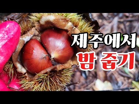 제주도 햇밤🌰 밤이 너~무 많아요🌰🌰