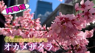 Great Spot for Early Cherry Blossoms “Okamezakura”/早桜「オカメザクラ・阿亀桜」の穴場/鮮為人知的早櫻(阿龜櫻)勝地