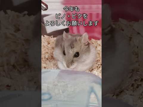 鏡餅ハムスター（ピク）#ハムスター #鏡餅#可愛い#癒し#hamsters #cute #正月#まんまる#もふもふ