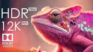 12K HDR 60fps Dolby Vision - Ultimate clear videos collection