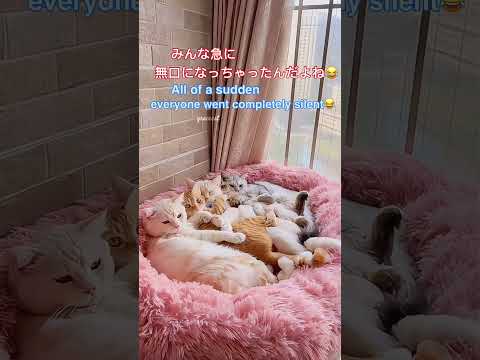 急に無口になっちゃったんだよねeveryone went completely silent不思議な猫たちの世界瞬間The Mysterious World of Cats in an Instant