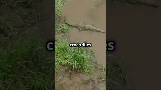 Facts about crocodiles|#funfacts #factsoftheday #blacklivesmatter #facts #didyouknow #animalbehavior