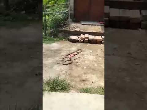 Snake catch slipper