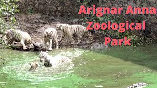 Arignar Anna Zoological Park | Vandalur Zoo|Vandalur Zoo Chennai |White Tiger | Vandalur Lion Safari