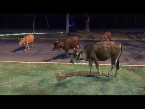 [중국 하이난 싼야] 도로에 소가 그냥 지나다니는 싼야 / Cows are passing through the road 海南三亚