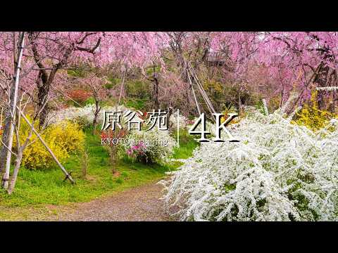 Kyoto's Untouched Paradise: Enchanting Haradani-en Gardens - Every View a Masterpiece - JAPAN in 4K