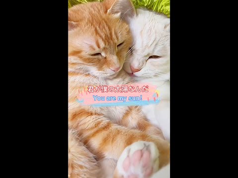 君が僕の太陽なんだ!You are my sun!#かわいい甘えん坊茶トラメス猫カップル会話cute funny orange female cat couple conversation video