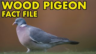 Wood Pigeon: Fact File (British Wildlife Facts)