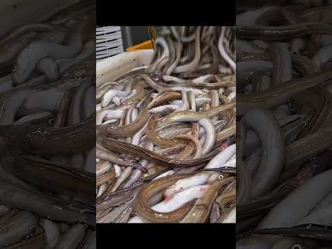 연간 300톤 압도적인 대량 생산! 바다 장어구이 대량 생산공장! / Grilled Eel Mass Production / Korean food #shorts