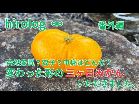 hirolog ∞    番外編、珍しい三ヶ日みかんいただきました