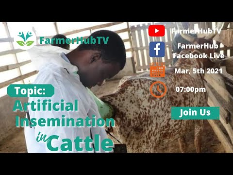 Artificial Insemination in Cattle | FarmerHub TV