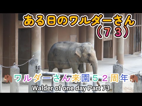 ある日のワルダーさん（７３）🦣ワルダーさん来園５２周年🦣（東山動植物園）Warder of one day Part 73