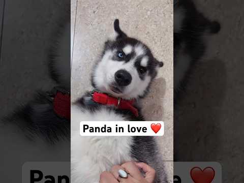 Panda ki girlfriend ❤️ #shorts #dog #trendingsongs #taubatauba