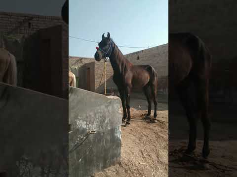 Dera Ghazi Khan aspa mela 17.2.2024 dg Khan horse Mandi festival 2024