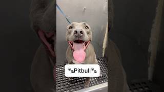 Pitbulls are one of my favorite breeds 🐾❤️ #pitbull #pitbulldog #bullybreed #doggrooming #tutorial