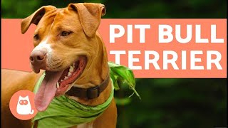 American Pit Bull Terrier - Characteristics and Care