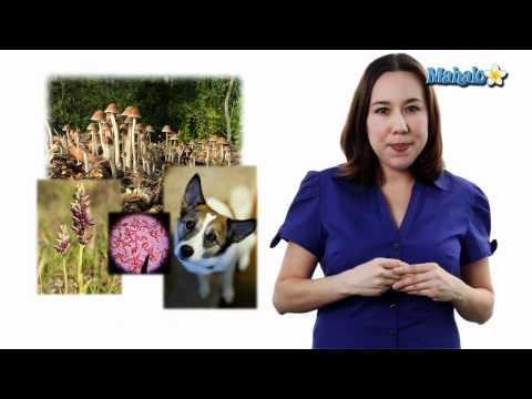 Learn Biology: Ecosystem Definition and Biotic Factors vs. Abiotic Factors