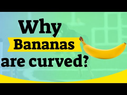 Why bananas are naturally curved? #sciencefacts #food #farming #fascinatingfacts #didyouknow